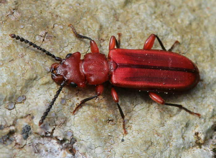 Red Flat Bark Beetle